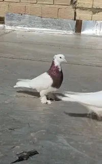 کبوتر طوقی