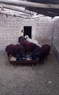 بره نر وماده