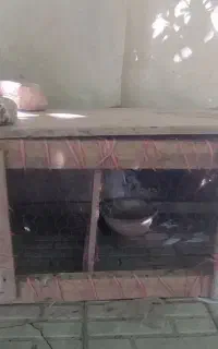 قفس جفت کن