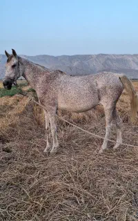 فروش فوری مادیان ترکی