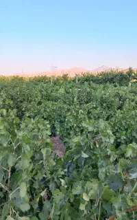 باغ فسارود