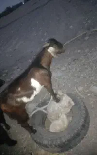 چپشت
