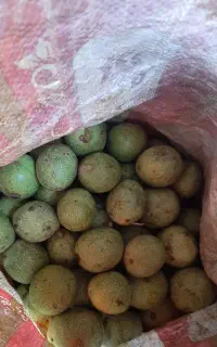 فروش گردو