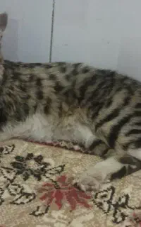 گربه خانگی