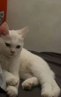 واگذاری گربه بازیگوش و زیبا
