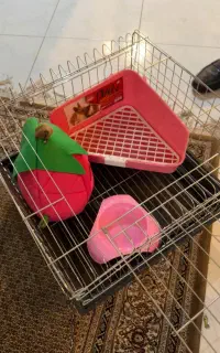 فروش خوکچه هندی با وسایل لازم و غذا