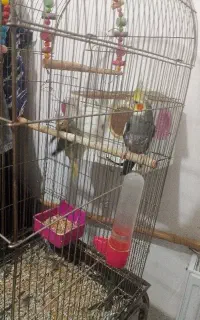 عروس هلندی