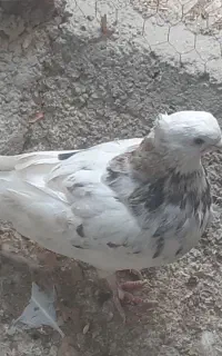 کفتر