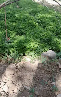 نشا گوجه
