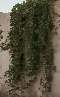 گل پیچک چابهاری همیشه بهار