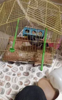 مرغ مینا جوجه