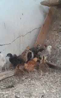 جوجه محلی و پاپر و گردن لختی ۱۵ روزه کرچ شو