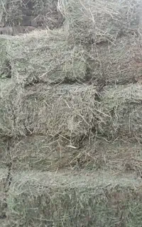 پرس یونجه