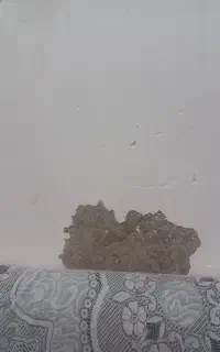 لکه گیری گچ
