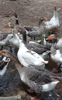 فروش غازواردک محلی