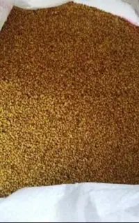 بذر یونجه