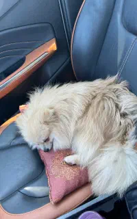 سگ پامرین جهت کشش