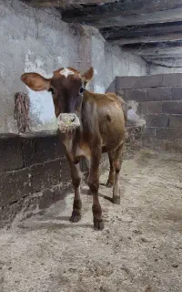 یک گوساله ماده دور رگ