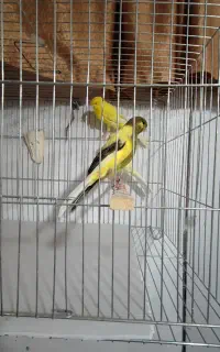 قناری رسمی بلند