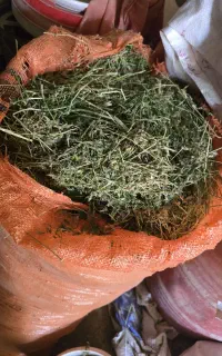 یونجه درجه یک