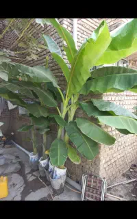 نهال موز قد حداقل ۱.۵۰