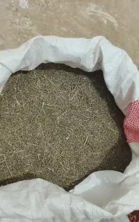 زیره سبز دیم