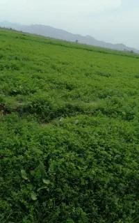 بذر یونجه