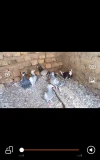 دو کوله ساده وتهرانی