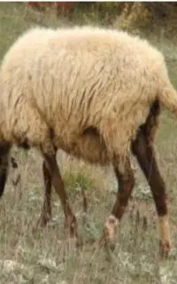 دام زنده