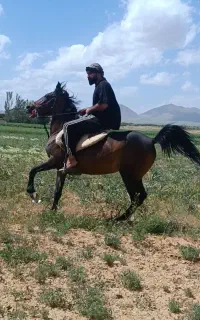 مادیان
