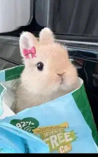 مینی خرگوش همه نژادها در مرکز اصلی.متن اگهی مهم