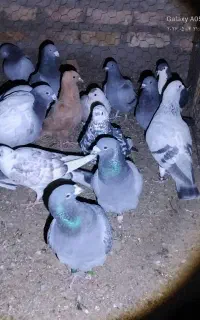 کبوتر سبزومگس