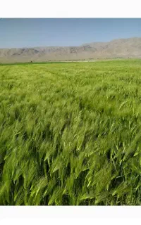 فروش پنج تن جو خارجی