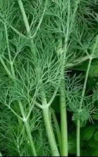انواع سبزی شسته شده بالک تازه