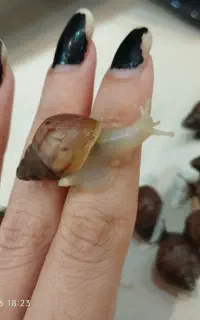 جوجه حلزون آچاتینا