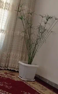 گل گیاه