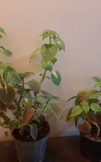 گیاه آپارتمانی حسن یوسف