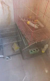 قفس