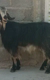 بز دورگ محلی