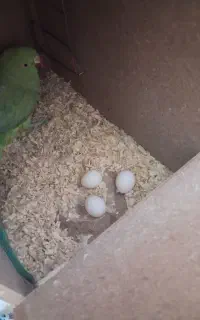 ملنگو ماده بالغ