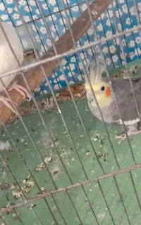 عروس هلندی و جوجه مینا