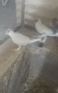 کبوتران مسافتی وزینتی