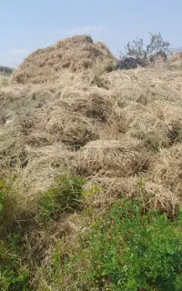 فروش یونجه