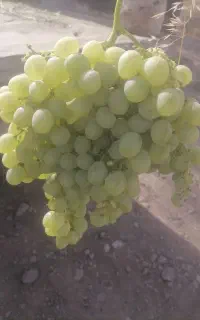 فروش انگور دیونه درجه یک  سبزوار روستای رامشین