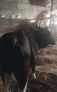 گوساله ماده