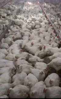 استخدام کارگر مرغداری
