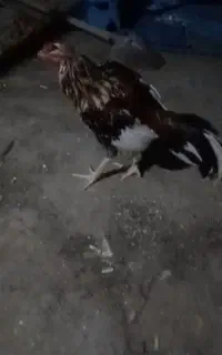 خروس لاری