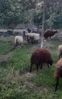 گوسفند نر نژاد رومانف