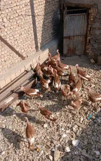 بوقلمون محلی