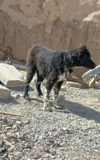 توله ۴ ماهه